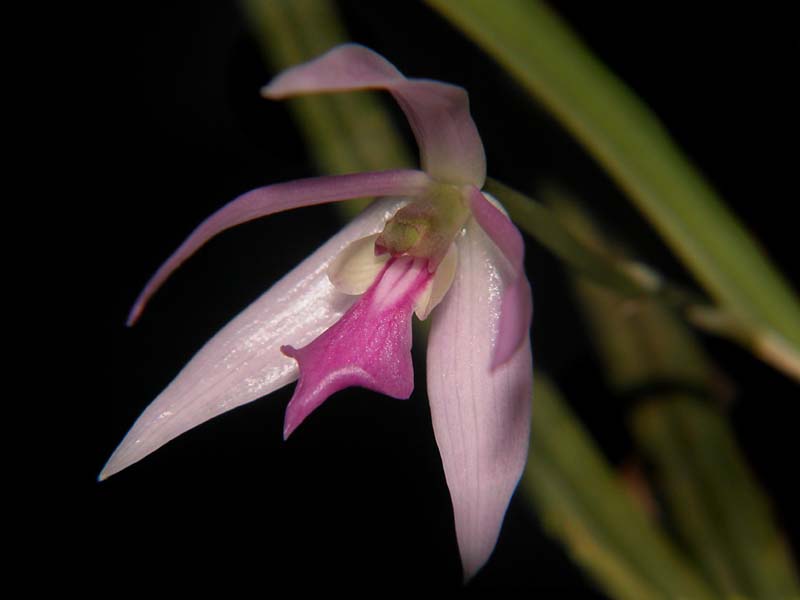 leptotes_pohli-tinocoi_cd