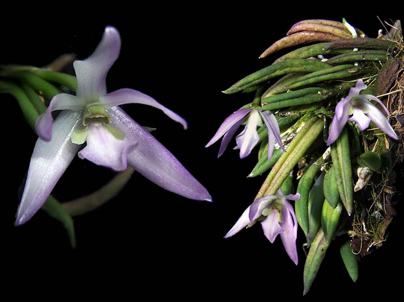 leptotes_unicolor_cd