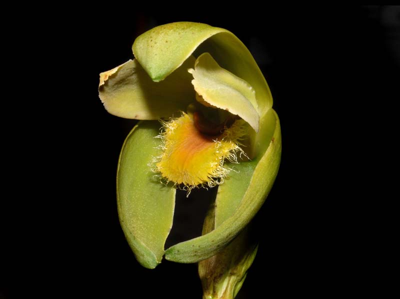 lycaste_Ida_reichenbachii_ws_cd