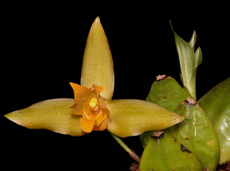 lycaste_aromatica_cd