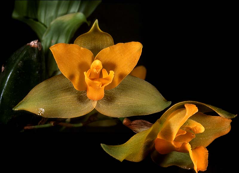 lycaste_bradeorum_cd