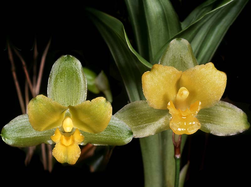 lycaste_campbellii_cd