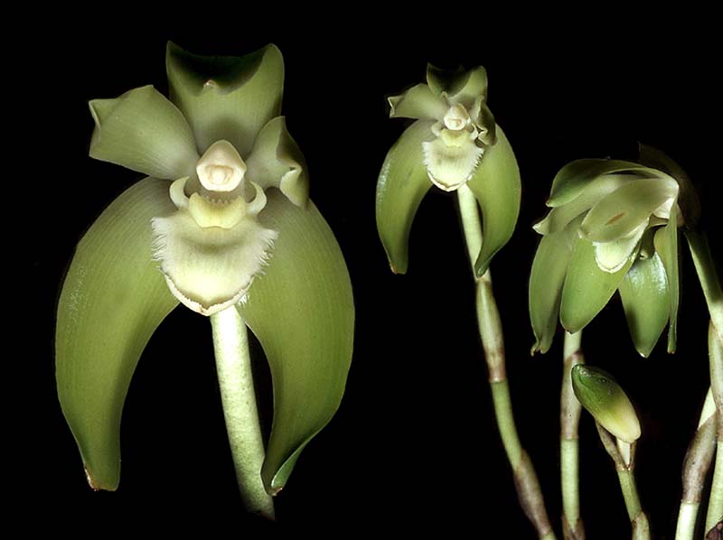 lycaste_ciliata_cd