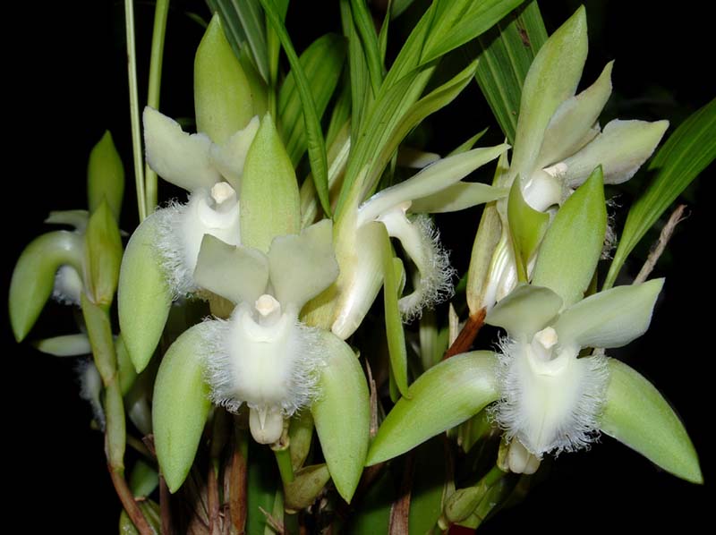 lycaste_trifoliata_ws_cd