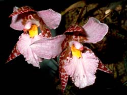 lemboglossum_rossii_roseum_cd