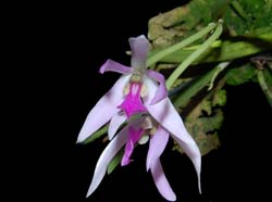 leptotes_pohlitinocoi_ws_cd