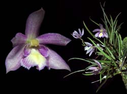 leptotes_tenuis_cd