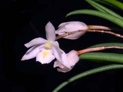 leptotes_tenuis_ws_cd