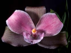 lycaste_brevispatha_cd