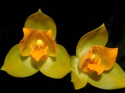 lycaste_crinita_ws_cd