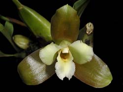 lycaste_dowiana_cd