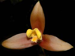 lycaste_lasioglossa_ws_cd