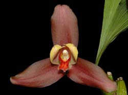 lycaste_lassioglossaxskinneri_ws_cd