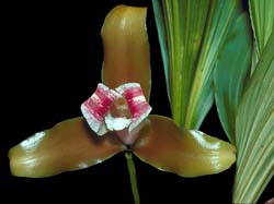 lycaste_macrophylla_cd