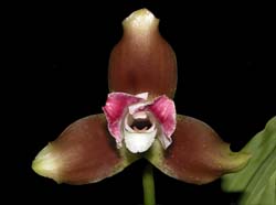 lycaste_macrophylla_ws_cd