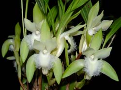 lycaste_trifoliata_ws_cd