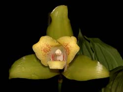 lycaste_xanthocheila_cd