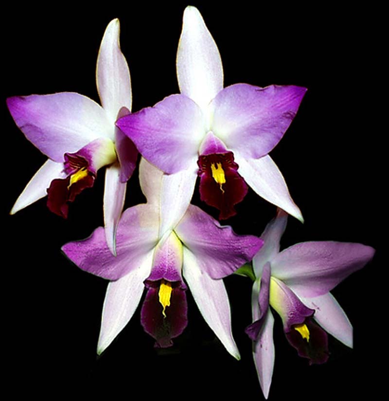 laelia_anceps_guerreroi_cd