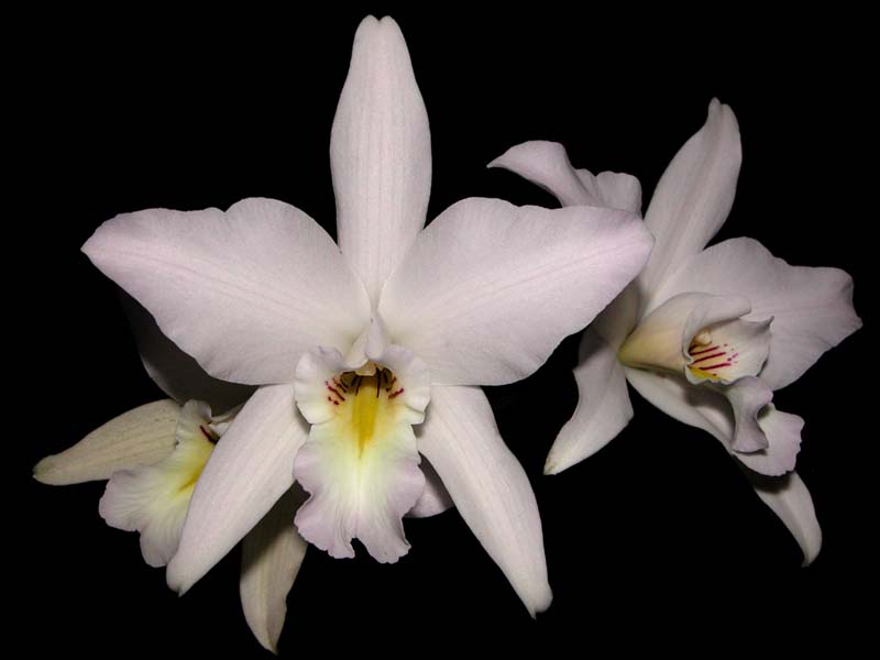 laelia_anceps_oaxacana_cd