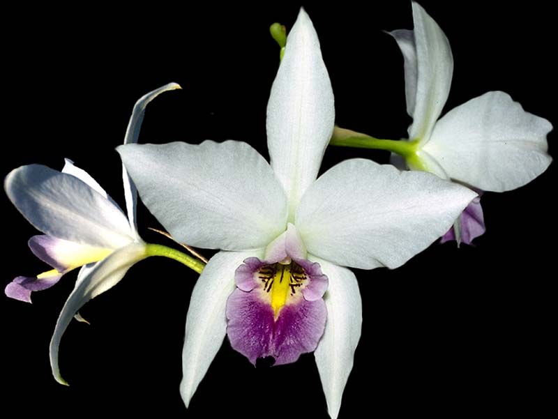 laelia_anceps_sanderiana _cd