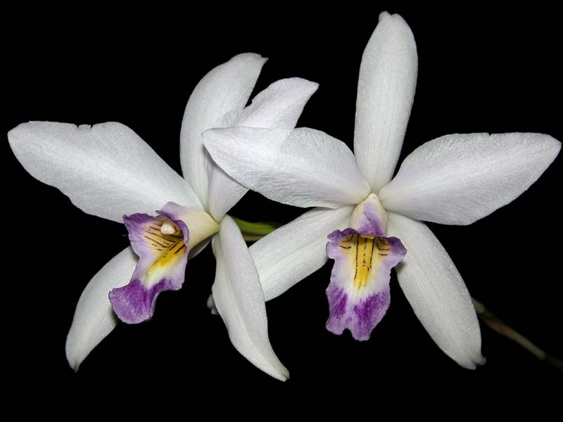 laelia_anceps_sanderiana2_cd