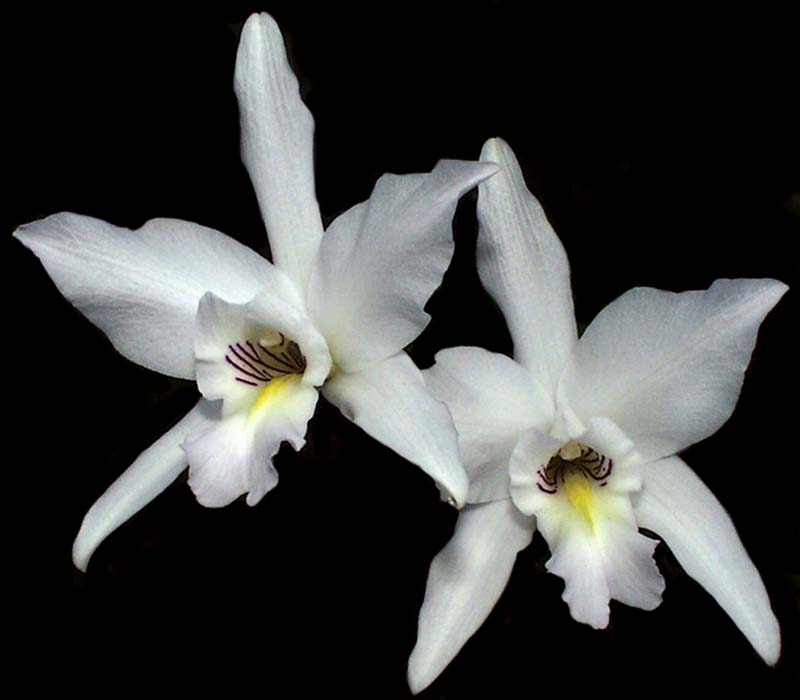 laelia_anceps_semialba_cd