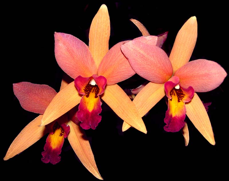 laelia_anceps_stbabara2_cd