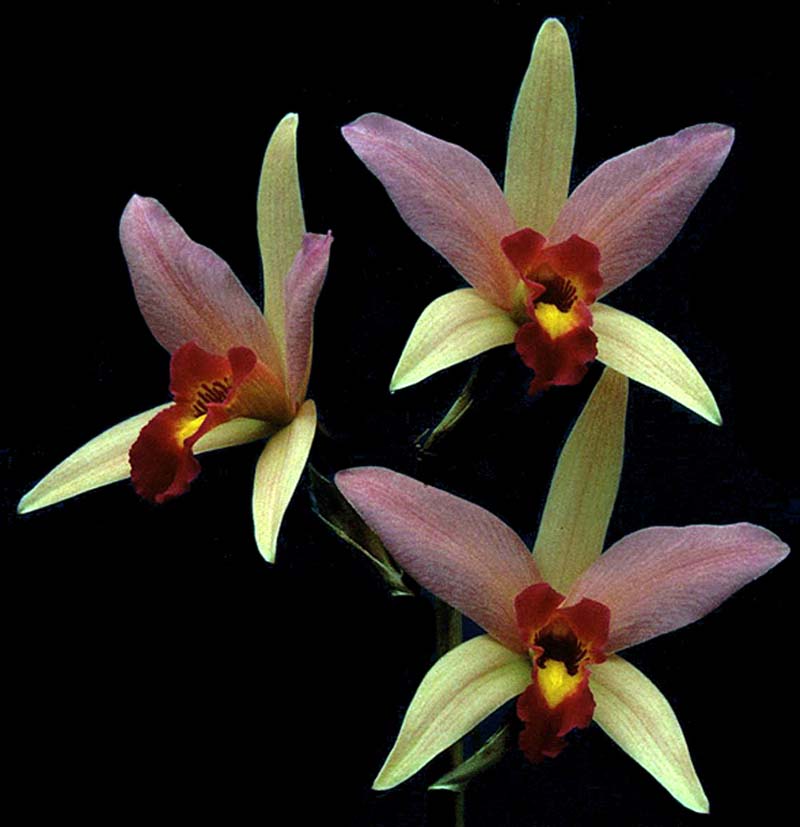 laelia_anceps_stbabara_cd