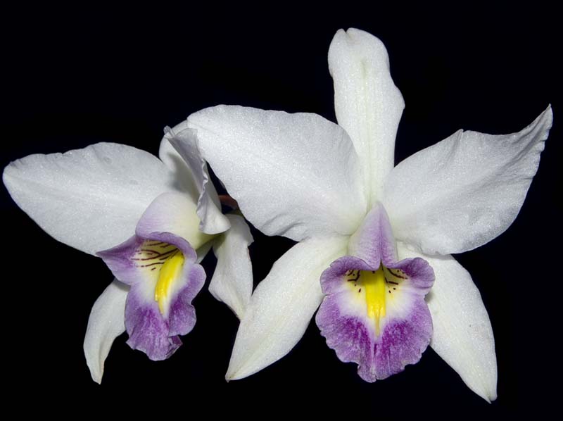 laelia_anceps_veitchiana_ws_cd