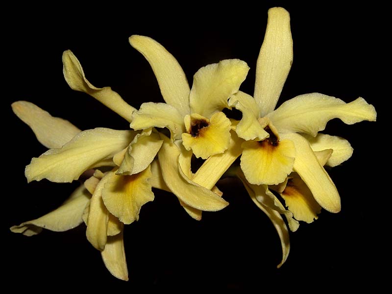 laelia_aurea2_cd