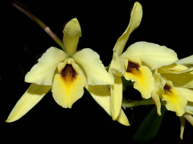 laelia_aurea3_cd