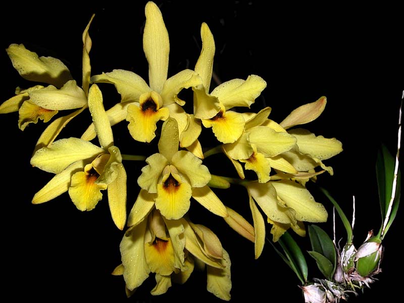 laelia_aurea_cd