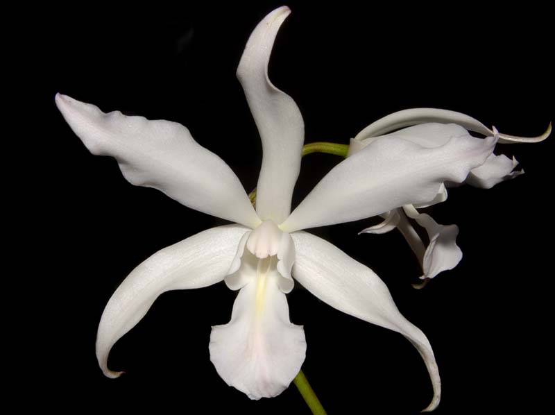 laelia_autumnialis_alba_ws_cd