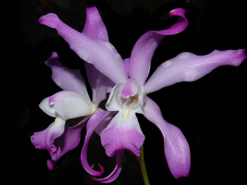 laelia_autumnialis_ws_cd