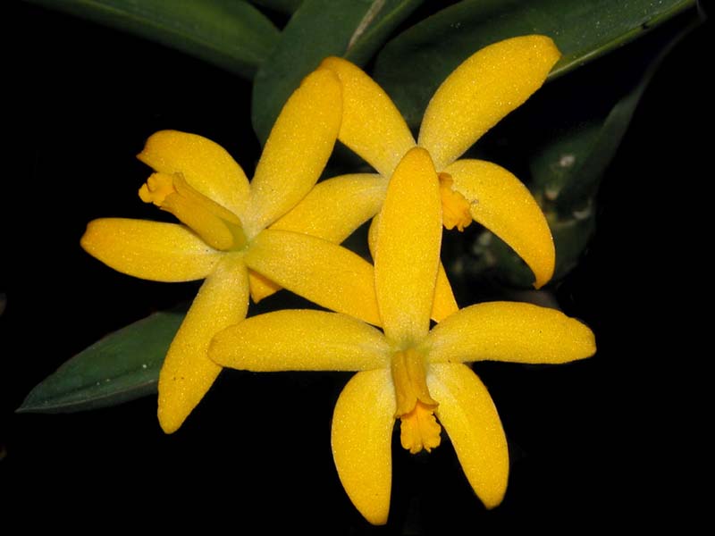 laelia_bradei_cd