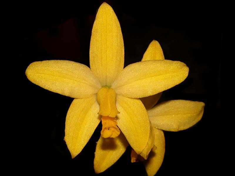 laelia_briegeri_cd