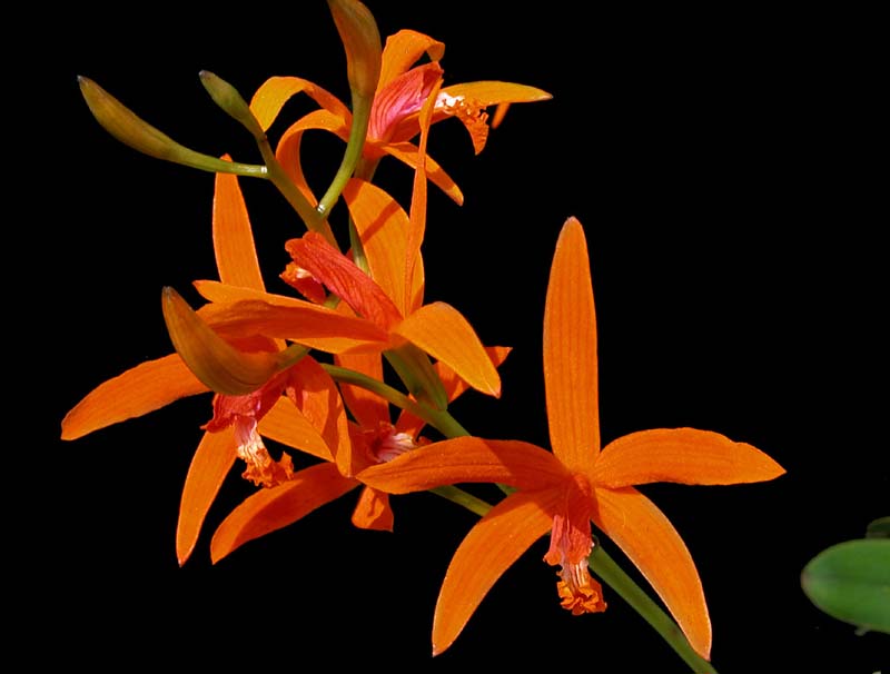 laelia_cinnabarina3_cd