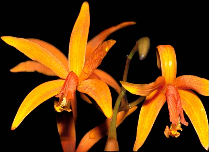 laelia_cinnabarina_cd