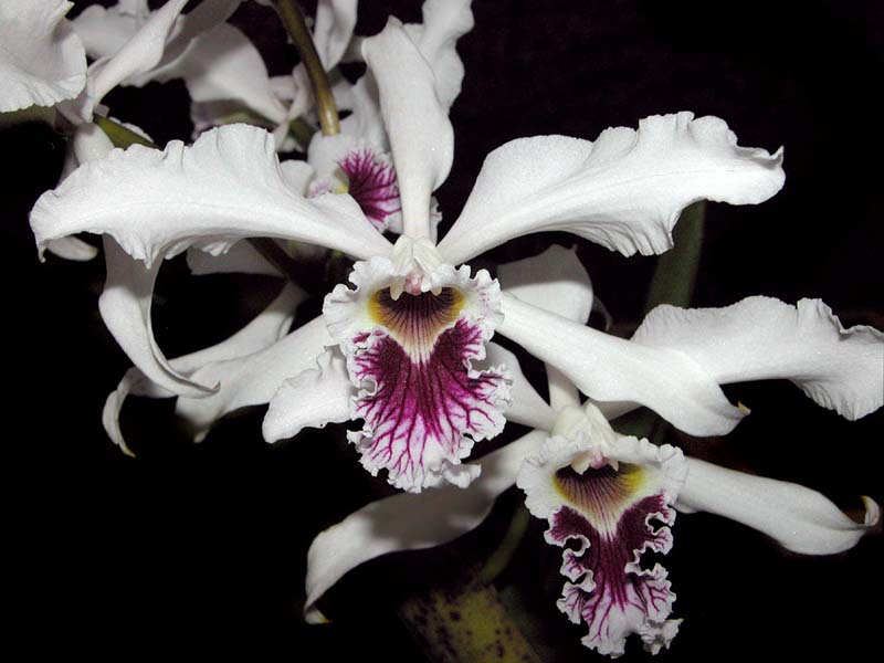 laelia_crispa_cd