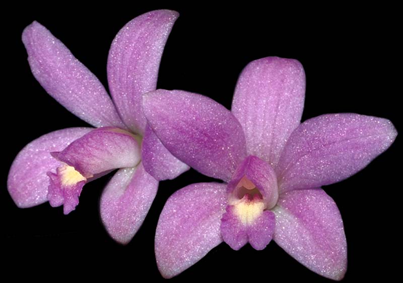 laelia_duveenii_cd