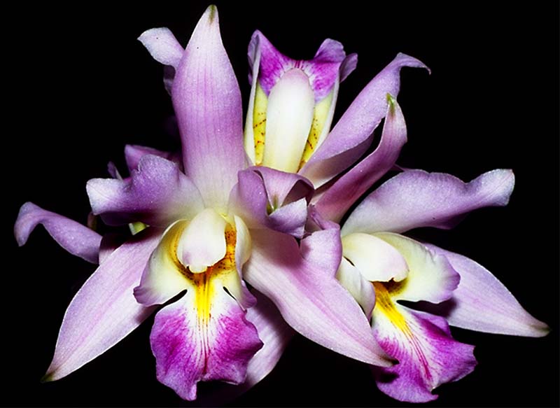 laelia_eyermaniana_cd