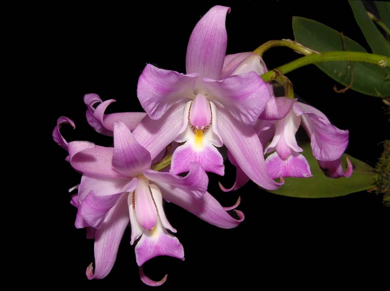 laelia_eyermaniana_ws_cd