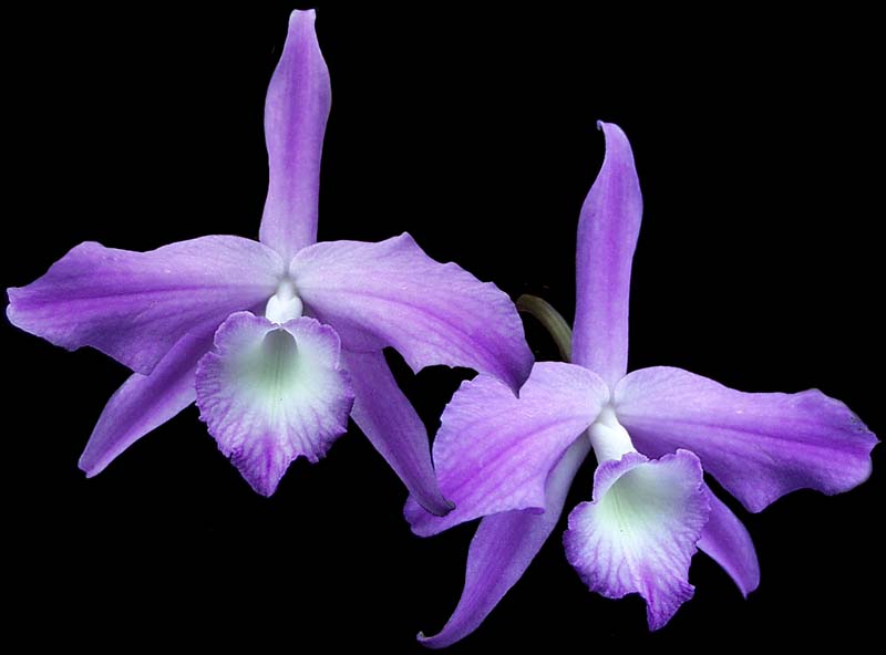 laelia_fidelensis_cd