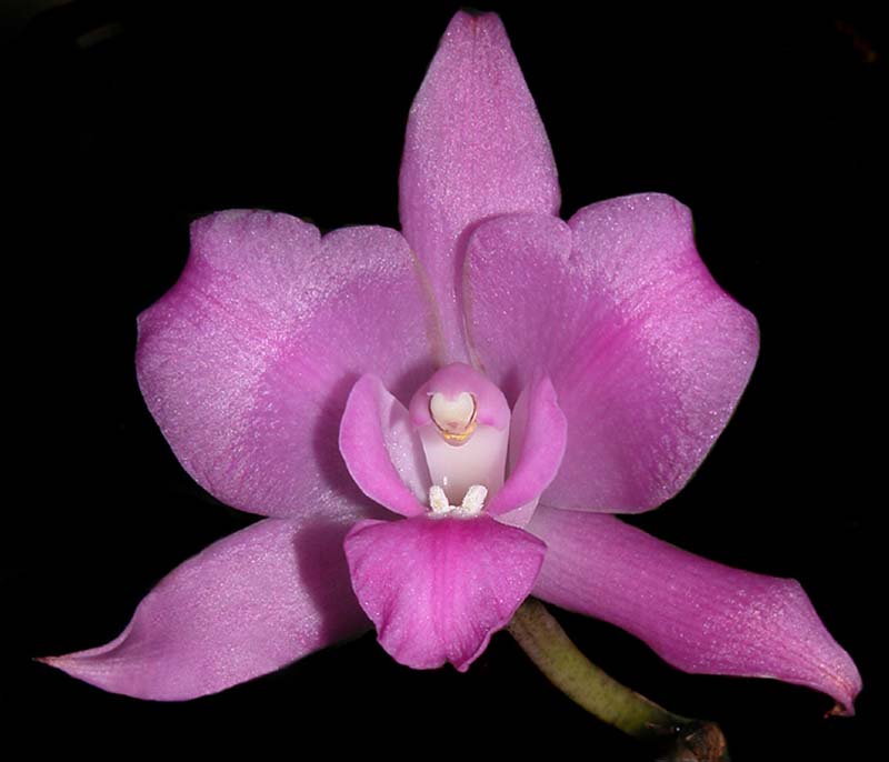 laelia_furfuracea_cd