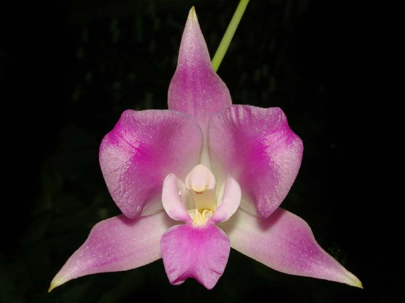 laelia_furfuracea_ws_cd