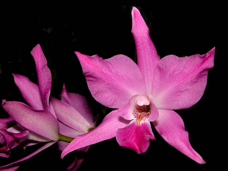 laelia_gouldiana2_ws_cd