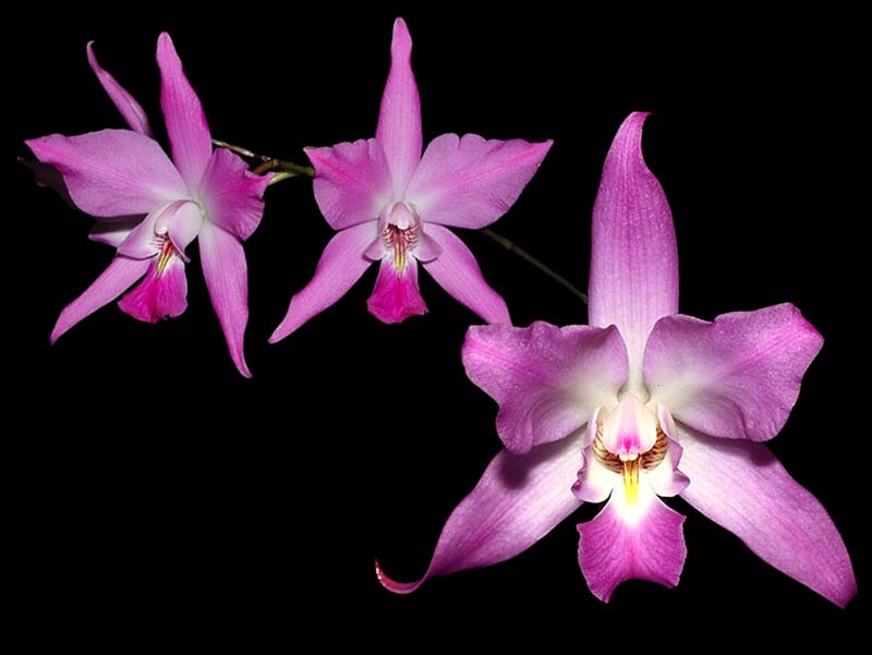 laelia_gouldiana_cd