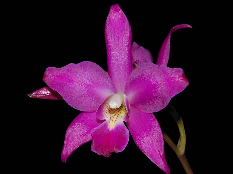 laelia_gouldiana_ws_cd