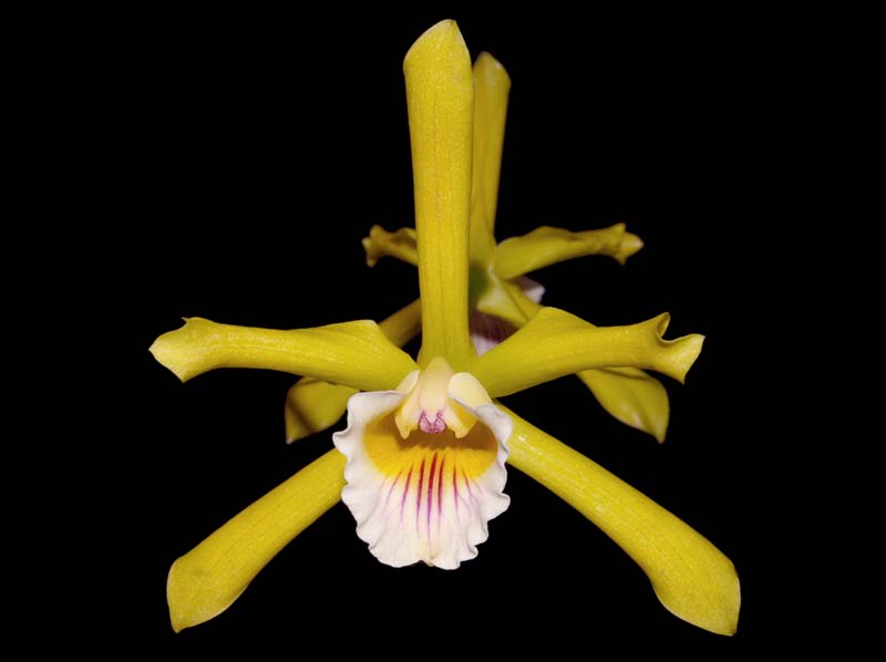 laelia_grandis2_ws_cd