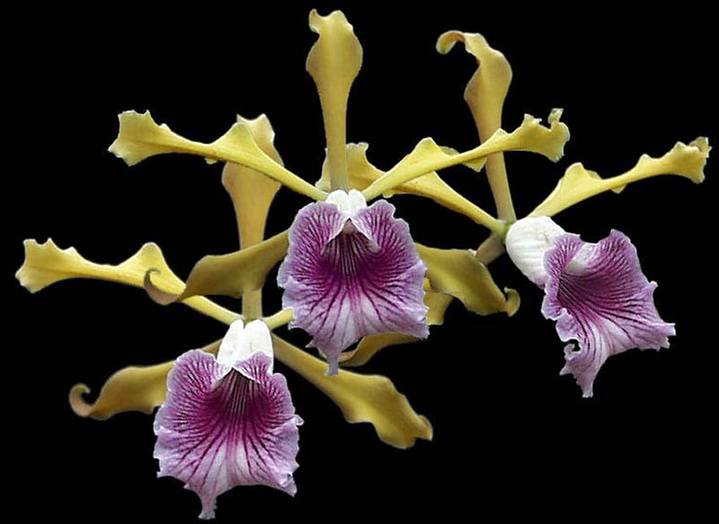 laelia_grandis_cd